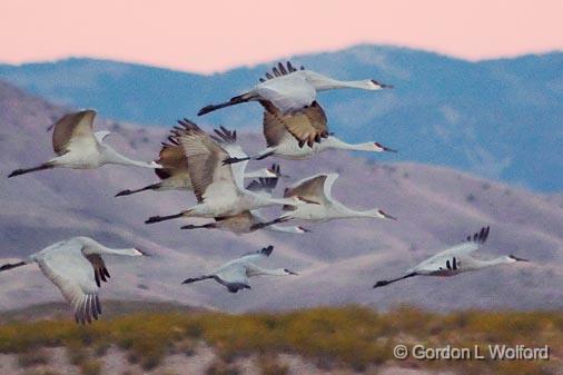 Sandhill Dawn Fly-out_73732.jpg - Sandhill Cranes (Grus canadensis) in flightPhotographed in the Bosque del Apache National Wildlife Refuge near San Antonio, New Mexico, USA.